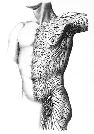 Lymph Drainage Therapy (LDT) Courses | Chikly Health Institute