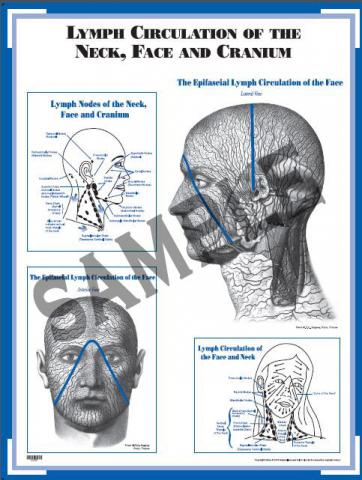 Chart: Lymph Circulation of the Neck, Face and Cranium (CLCF)