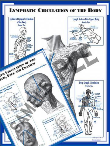 Charts (set of 2): Lymph Circulation Face & Body (CLCFB)