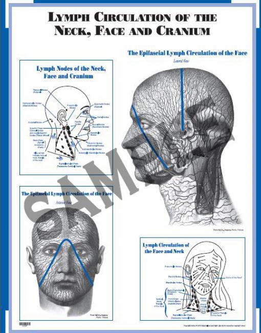 Chart: Lymph Circulation of the Neck, Face and Cranium (CLCF)