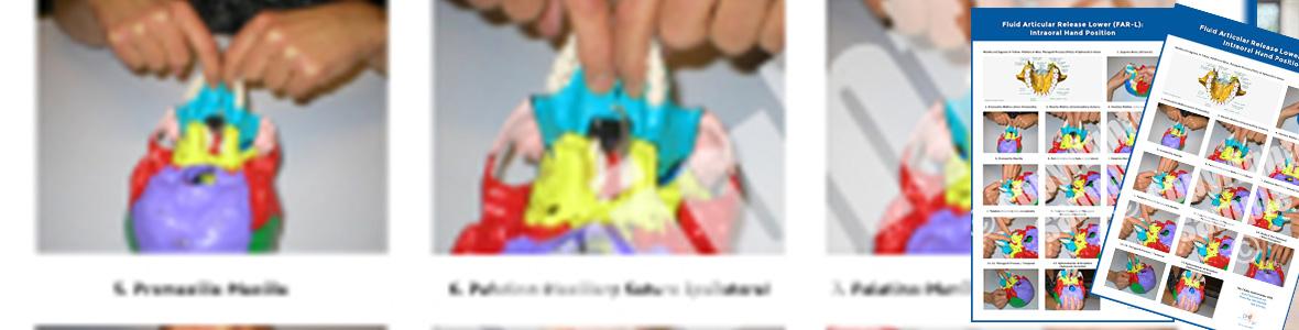 Intra-Oral Hands Position Poster From Fluid Articular Release Lower (FAR-L)